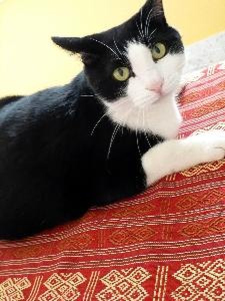 What Is the Origin of Tuxedo Cats - Pets