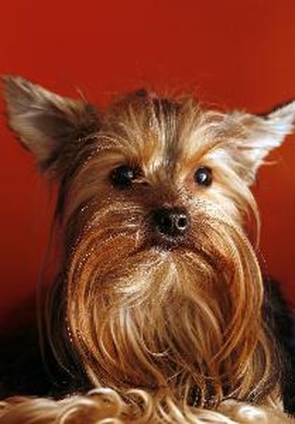 Yorkshire terrier image by Friday from Fotolia.com The silky terrier is often mistaken with the Yorkshire terrier, but is larger.