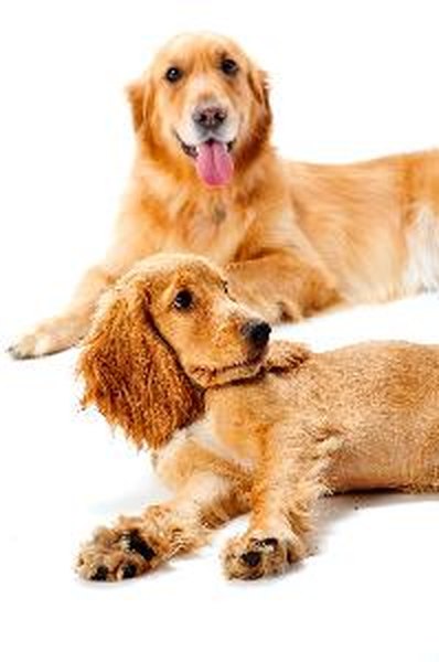 Two Dogs image by Philip Date from Fotolia.com Dogs, like humans and other animals, constantly shed microscopic dead skin particles called dander into the environment.