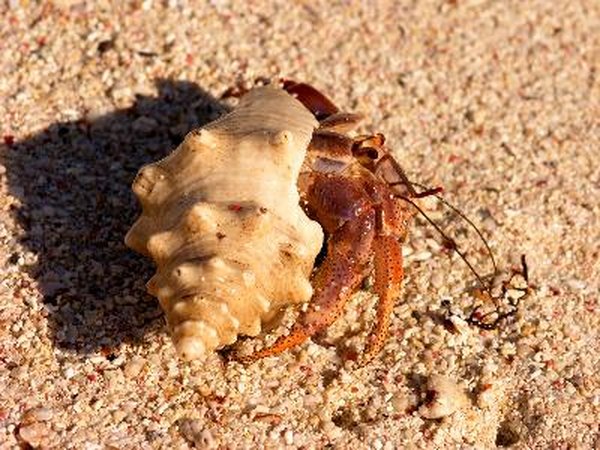 What Happens to a Hermit Crab if Its Claw Comes Off? | Animals - mom.me