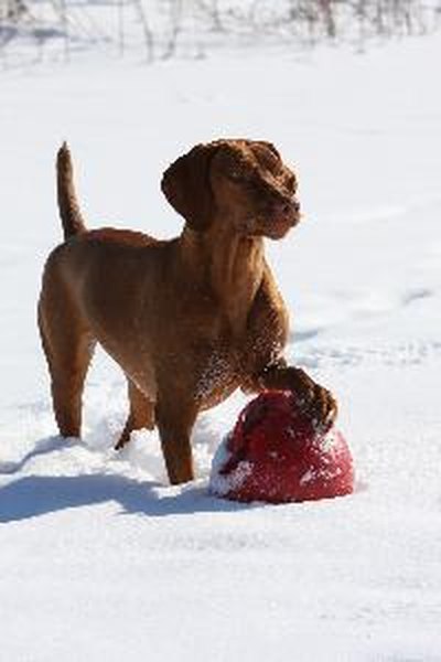 dog playing in snow vizsla image by Paul Retherford from Fotolia.com The Vizsla's name means "pointer" in Hungarian.