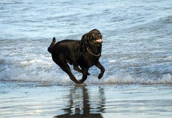 dog playing on the shore image by Victor B from Fotolia.com A normal high-energy dog needs exercise, work and play appropriate to his activity level.
