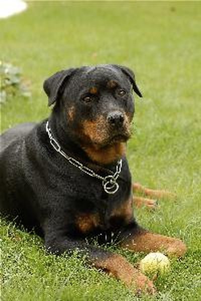 chien noir - rottweiler image by AlcelVision from Fotolia.com The rottweiler is a large, powerful dog.