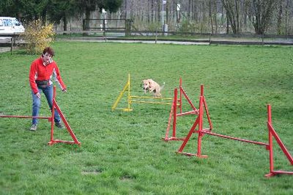 Agility 14 image by Conny Hagen from Fotolia.com Keep obstacles minimal to build confidence in your puppy.
