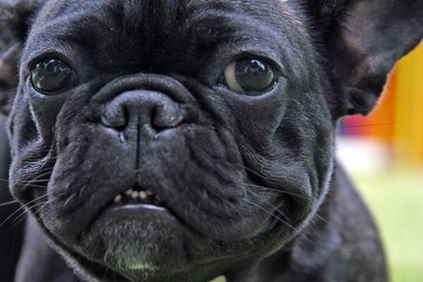 french bulldog image by asiana from Fotolia.com The French bulldog's flat face is distinctive, but it also causes health problems.