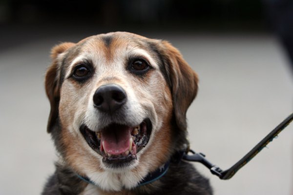 happy one image by Aleksander from Fotolia.com Therapy dog teams visit various facilities, seeking to brighten lives.