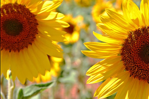 Sunflower oil is an ingredient in diesel fuel.