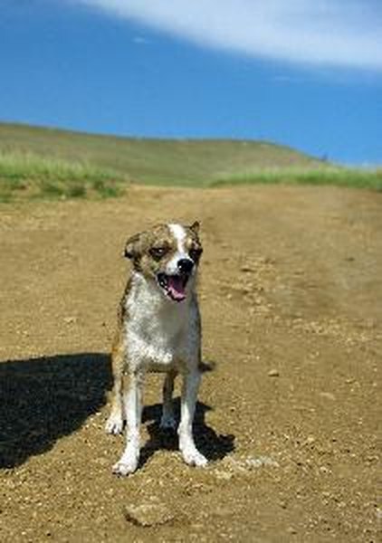 lost image by Friday from Fotolia.com A poster can help you to recover a lost dog.