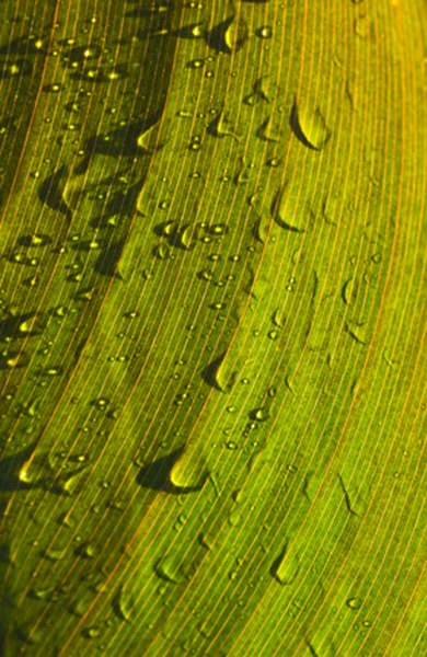 Yellowing vines in a leaf