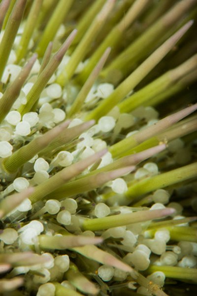 Sea urchins are one of the many species found in the kelp forests.