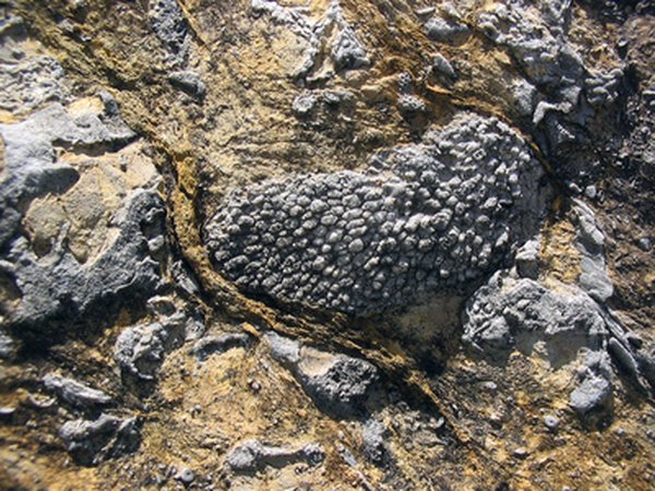 Fossils are found everywhere.