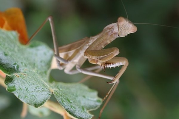Praying mantises are either green or brown.