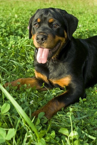 are rottweilers good pets