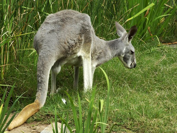 Gray kangaroos are the most commonly seen species in Australia.