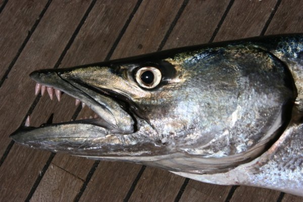 The barracuda is a fearsome looking creature.