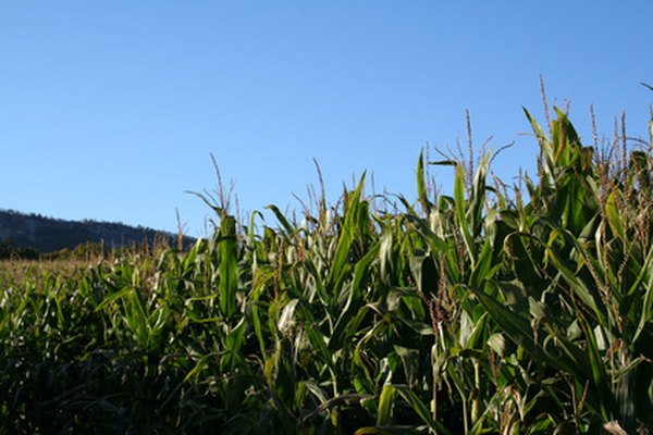 Biodiesel may come from plant sources such as corn.