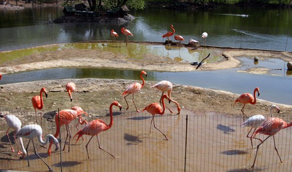 There are different color variations and species of flamingos.