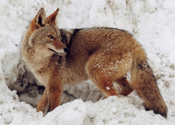 Coyotes cannot retract their claws and often leave small claw marks in their tracks.
