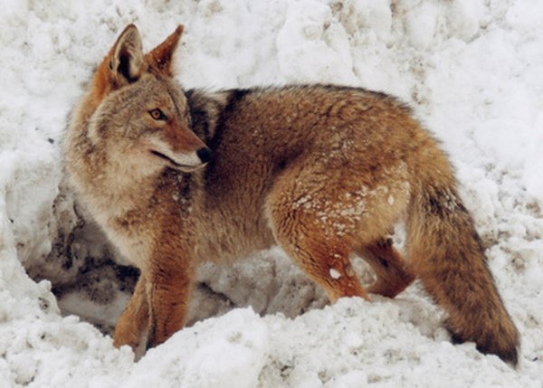 bobcat vs coyote