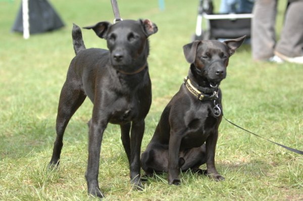 Two Dogs image by ziggyhendry from Fotolia.com Dogs benefit from companionship and socialization; doggie day-care centers are paid to meet those needs.