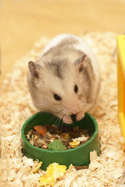 can dwarf hamsters eat apples