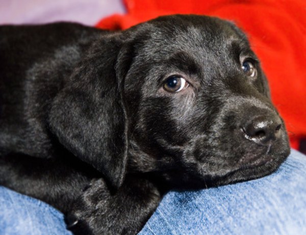 Black Lab Puppy Information - Pets