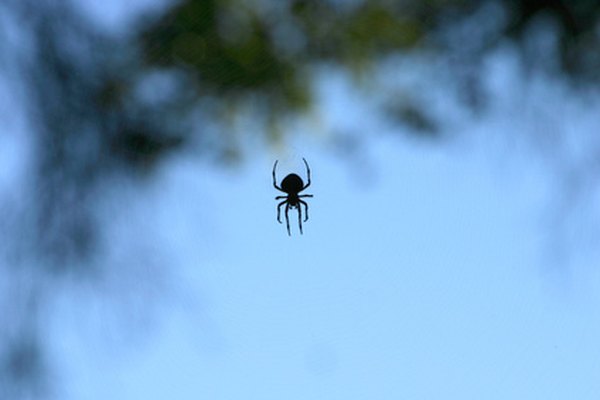 Photo Credit: spider in a web image by Aaron Kohr from <a href='http://www.fotolia.com'>Fotolia.com</a> Brown spiders are related to the black widow spider, with a similar body shape.