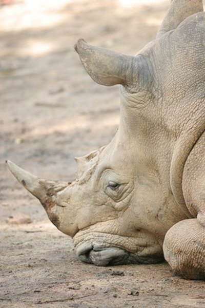 The rhinoceros is a denizen of the African veldt.