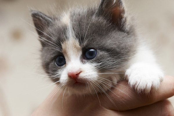 How Old Should a Kitten Be Before it Is Adopted? - Pets