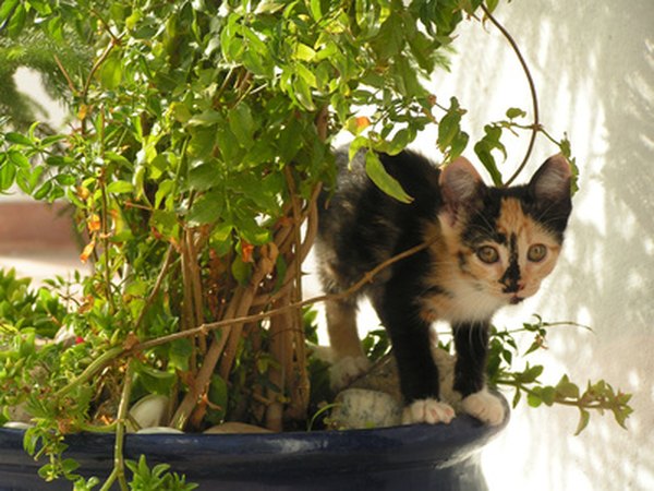 Toxic Herbs For Cats Pets