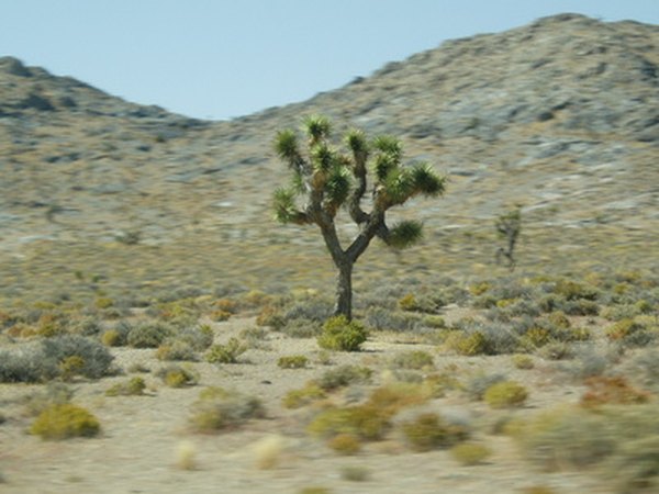 The Joshua tree is one of the plants found in the Mojave Desert.