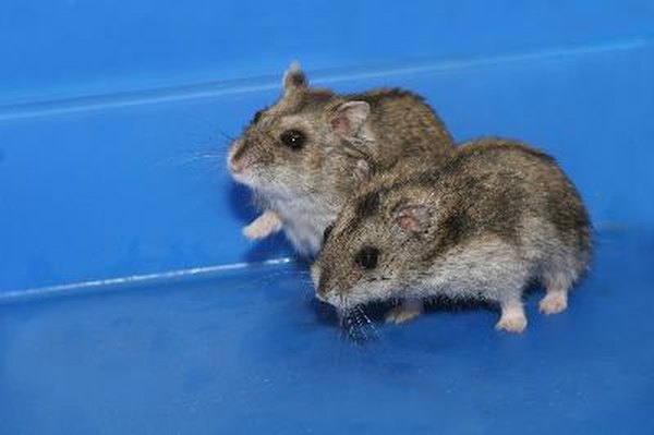 female dwarf hamster