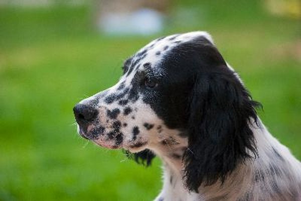 portrait de chiot setter anglais image by hensor from Fotolia.com The feathered coats of English setters require weekly brushing.