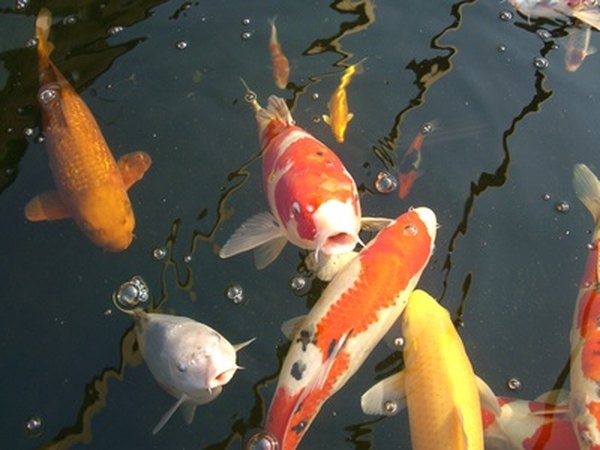 Photo Credit: Japanese koi carp image by Geoff Hobbs from <a href='http://www.fotolia.com'>Fotolia.com</a> Carp are larger members of the cyprinidae family.