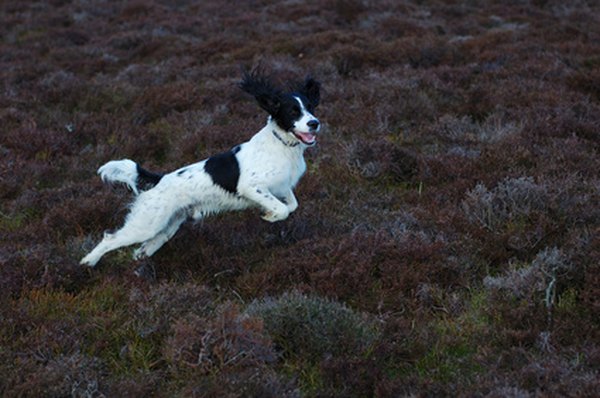 english springer spaniel image by Jeff Dalton from Fotolia.com English springer spaniels jump through tall brush and weeds to flush out prey.