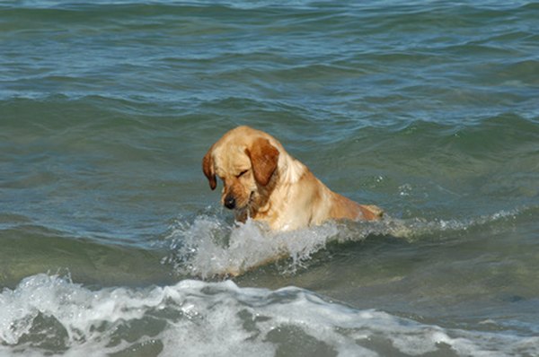 yellow Labrador Retriever taking bath on the beach image by Pedro Monteiro from Fotolia.com Swimming in some bodies of water can give Shamus a smelly coat.