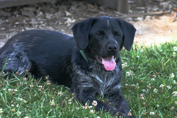 Black Dog image by Margie Peters from Fotolia.com Adding water to your dog's meal may dilute her urine and help stop lawn spots.