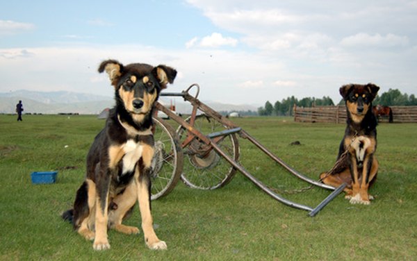 jumeaux image by Clément Billet from Fotolia.com From ancient times until the 20th century, cart-pulling was an important job for some dogs.