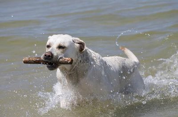 Labrador retriever image by Wojciech Gajda from Fotolia.com Labrador retrievers are bred for working in water and generally love swimming.