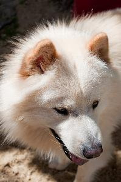 Samoyed dog image by crzy77 from Fotolia.com American Eskimos are known for their thick and fuzzy coat that comes in a white or very light cream color.