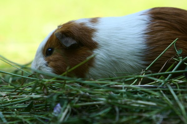 Itchy Skin on Guinea Pigs | Animals - mom.me