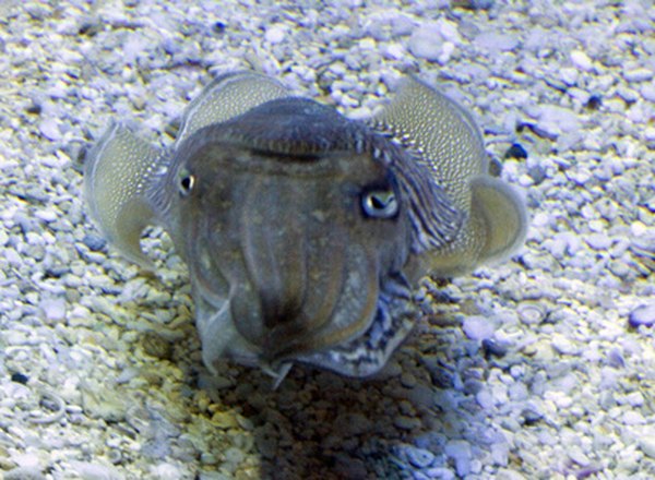 Cuttlefish can change colors to match their surroundings.