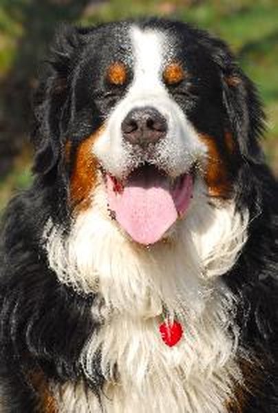 Bernese Mountain Dog Breed Standard image by muro from Fotolia.com The Bernese Mountain Dog is a large, gentle, intelligent working breed that requires plenty of exercise and training.