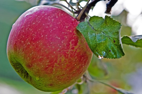 Seeds of angiosperms are protected inside the fruit.