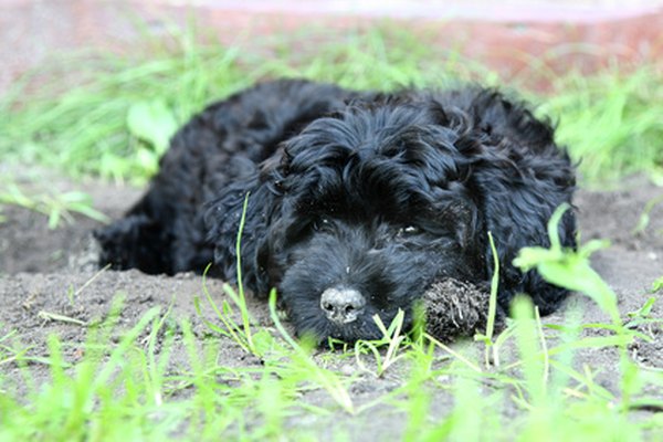 Black small poodle puppy image by Vitalij Geraskin from Fotolia.com The Portuguese water dog sheds minimal fur.