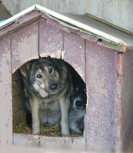 How To Insulate A Doghouse Daily Puppy Two Dogs Huddle Together In A Doghouse Without Insulation To Hold Body Heat