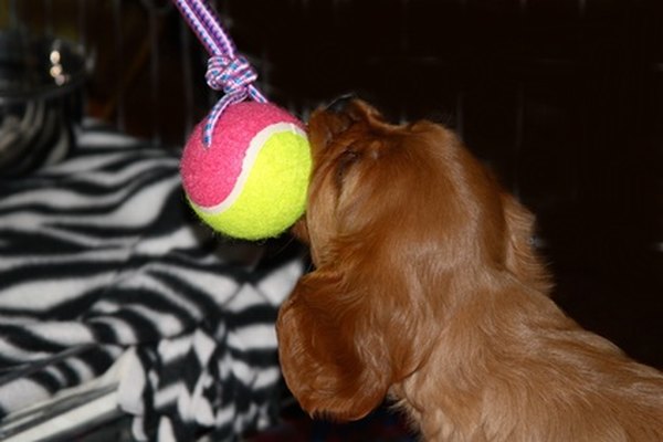 king charles spaniel puppy image by ennavanduinen from Fotolia.com Offer the puppy plenty of toys and exercise to avoid destructive behaviors caused by boredom.