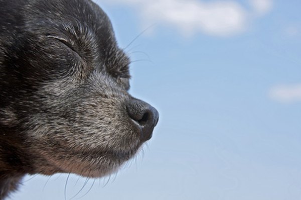 dog face image by KateC from Fotolia.com Some dogs need insulin injections to treat diabetes.