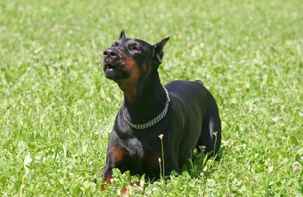 Separation Anxiety in a Doberman Pinscher - Pets