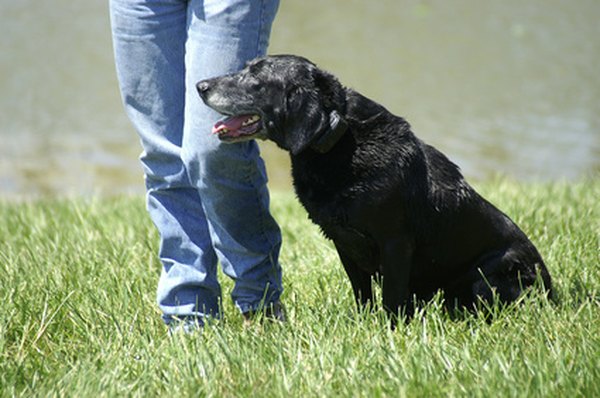 black dog image by Penny Williams from Fotolia.com Train your dog on-leash to build a solid training foundation for off-leash work.